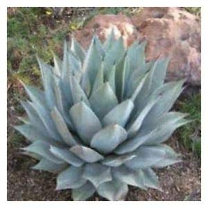 中型アガベ　パリー アガベ・パリー | Agave parryi | かぎけん花図鑑