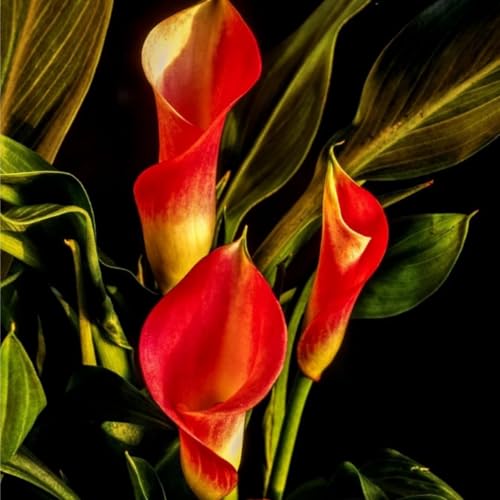 Calla Bulbi,calla lily vase,piante erbacee perenni,Calla lily plant,adatti per la semina immediata,calla lily bulb,Calla pianta(Senza semi,non artificiali,profumati)-2 bulbi-N