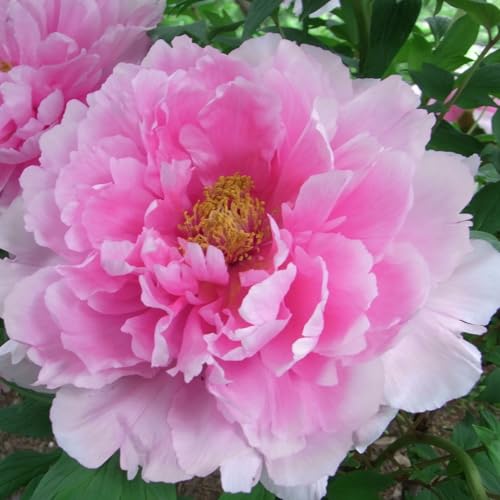 I bulbi di peonia sono resistenti al freddo e tollerano l'ombra. Petali doppi, molto ornamentali, facili da mantenere-b-1 Bulbi