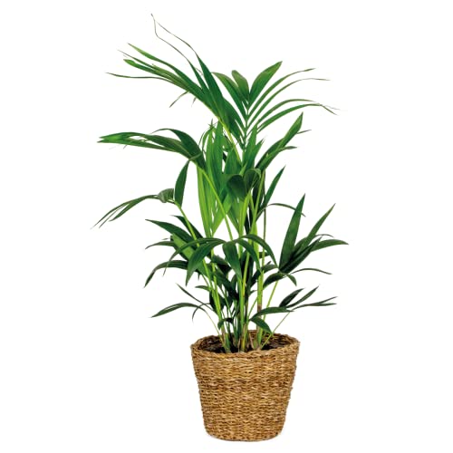Bloomique Kentia Palme mit Rotan Korb
