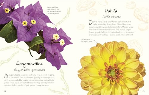 Image of An Anthology of Flowers: A Collection of Flowers from Gardens, Woodlands, Mountains and More (DK Little Anthologies)
