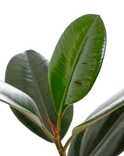 image for Shop Succulents Ficus Burgundy Rubber Tree, Live Indoor Floor Plant, T