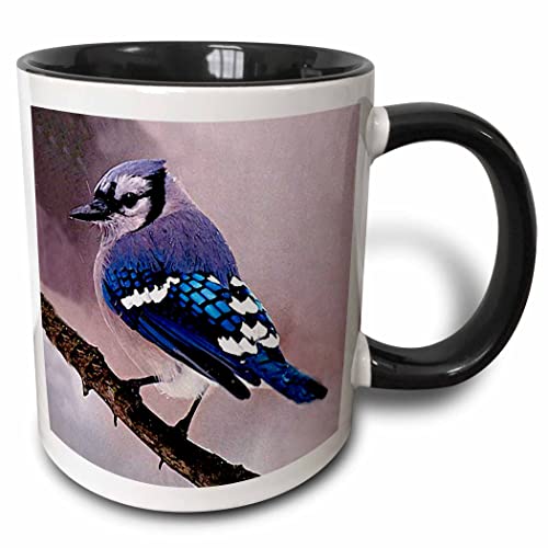 3dRose Blue Jay 11oz Two-Tone Black Mug