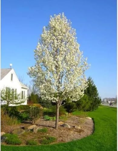 2-3 ft Tall Pyrus betulifolia Rootstock (Pyrus betulifolia) bareroot Flowering pear