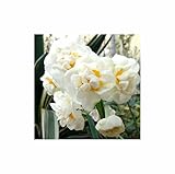 Seeds & Plants Shop by Ipsa