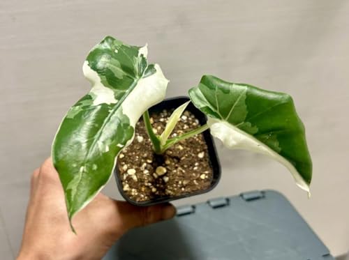 Amazon.co.jp: 斑入りクワズイモ アロカシア オドラ オキナワ