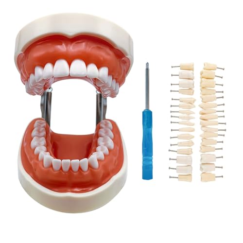 Typodont Teeth Model with Removable Teeth,Dental Tooth Model Suitable for Teaching, Practice and Study, with a Small Screwdriver. (Model and 32 Teeth)