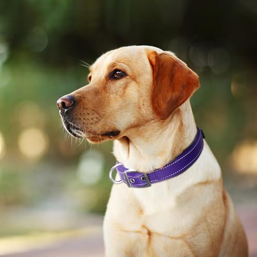 Fida Heavy Duty Dog Collar, Ultra Comfortable Soft Neoprene Padded, Adjustable Reflective Nylon Pet Collar with Durable Metal Belt Buckle for Medium Breeds (M, Purple) by Fida - Image 7