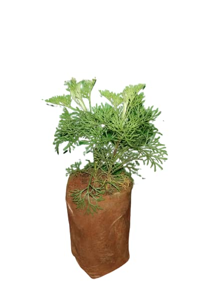 HERBALISM Indian Wormwood Mugwort Davana Leibakngou Dhordavana Makkippu Makkippuvu Masipatri Manchipatre Dayona Nilum Artemisia nilagirica living plant. (B09T3SJFMN) Amazon Price History, Amazon Price Tracker