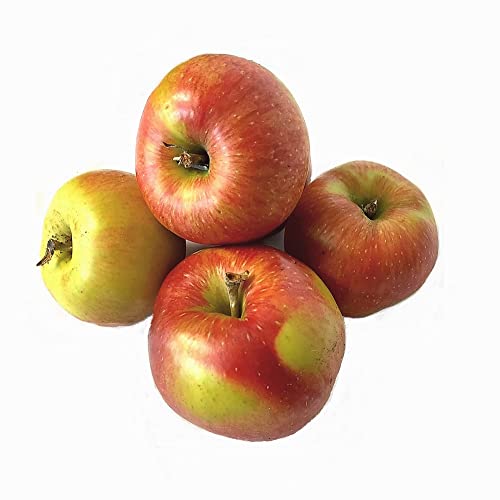 Frische Äpfel Santana Allergiker freundlicher Apfel angebaut in Deutschland/Bodensee saftig süß-säuerlicher Apfel Tafelapfel (2) Cover