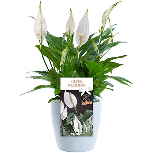 Silver Wedding Peace Lily - 25th Wedding Gift - Help Celebrate a Special Couple's Silver Anniversary with a Unique Living Plant Gift