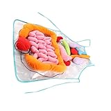 Esperienza di apprendimento interattiva: i componenti degli organi mobili facilitano l'interazione dei con , aiutandoli a comprendere la posizione e le funzioni delle parti interne del corpo in un pratico e divertente, grembiuli per insegnanti, grembiule didattico