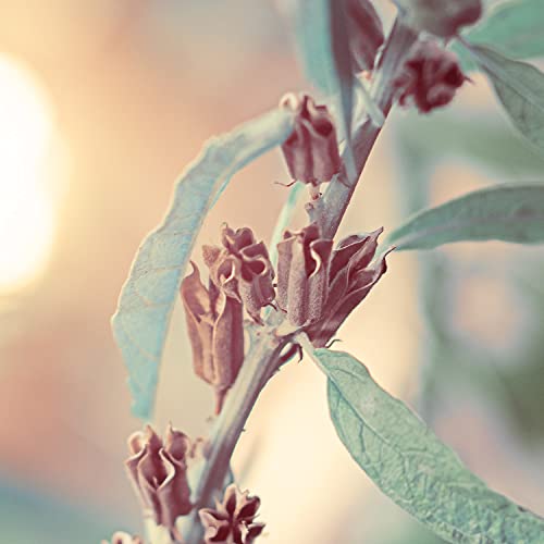 Naissance Sesamzaadolie (Nº248) 1 Liter 100% Puur - Image 7