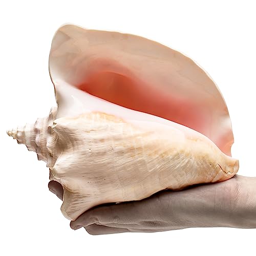 Bahama Pink Queen Conch Shell (Slit Back) 8-10"