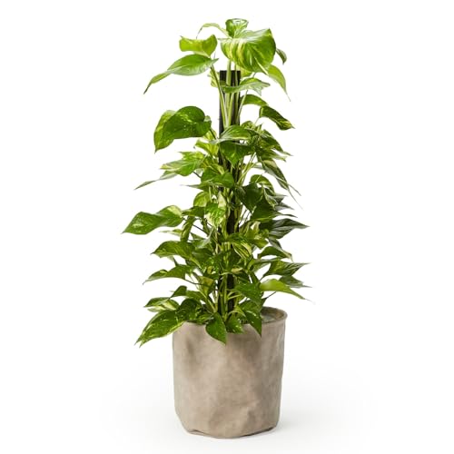 観葉植物 7号 ポトス」の人気商品一覧 | 安い商品を通販サイト