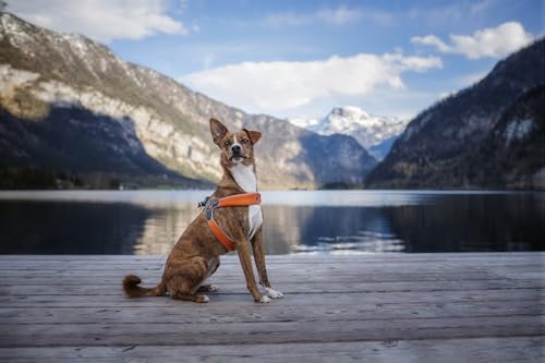 Coralpina Cane Pettorina 5Torri Tg. "8" 60-70 Cm Nero - 6