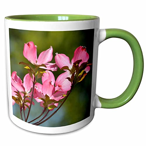 3dRose Pretty Pink Dogwood Flowers in Spring 11oz Two-Tone Green Mug