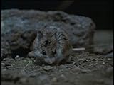 Killer Mice