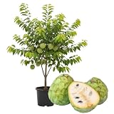 Cherimoya Tree Live Plant, Custard Apple Fruit Tree, Half Gallon Pot