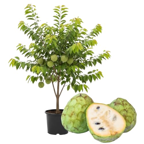Cherimoya Tree Live Plant, Custard Apple Tree in One Gal Pot, Tropical Fruit Plant from 2-3 Feet for Planting