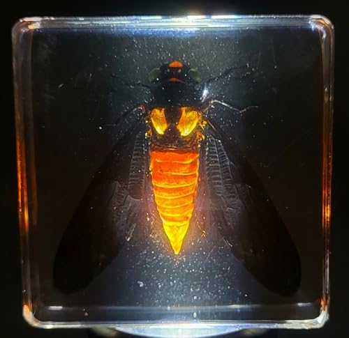 Image of 38mm Real Red Cicada in Crystal Lucite Resin Specimen Preserved Hueschy Incarnata Insect Taxidermy Collection for Biology Science Education & Desk Ornament Display Supplies