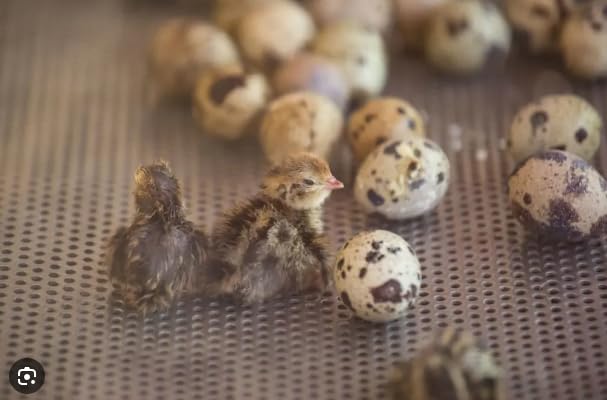 DSPetSupplies Day Old Frozen Quail (5G+) 25 Pack