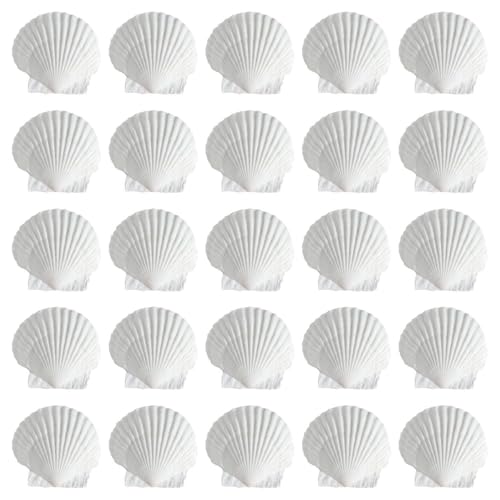 CWPFVQA Decorazione con Conchiglie da 25 Pezzi, Decorazione Domestica Fai da Te, Conchiglie Artigianali, Decorazione con Conchiglie Fai da Te, Decorazione con Elementi Marini