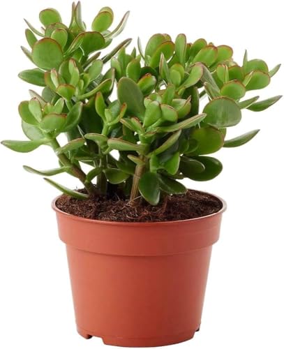 Image of Live Jade Plant with Pot | Good Luck Feng Shui Money Succulent Plant | Low Maintenance Indoor Outdoor Air Purifying Plant for Home Living Room Office Desk Decor | Pack of 2
