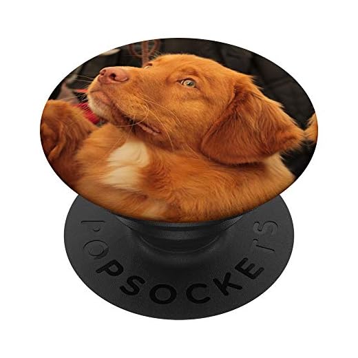 Nova Scotia Duck Tolling Retriever Dog Puppy Red Face