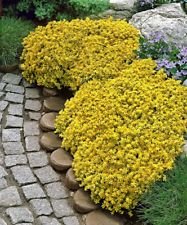 Golden Acre Sedum Stonecrop, Golden Carpet (50 Gold Moss) Flower Seeds: Only Seeds
