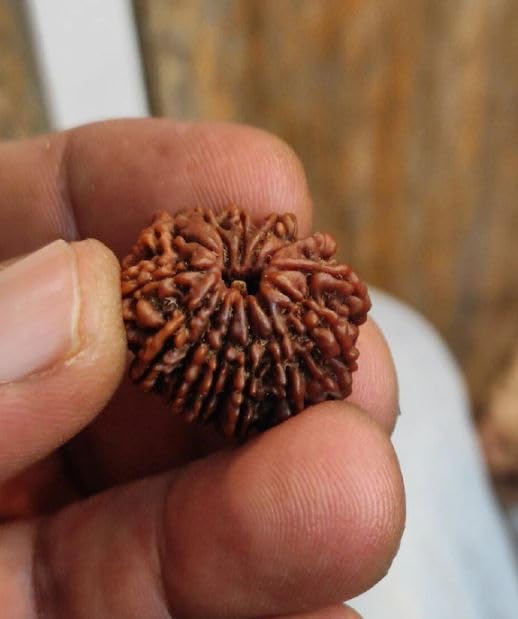 Astro Cart 13 मुखी रुद्राक्ष Certified By Lab 13 Face Rudraksha Original Nepal 25mm Terah Mukhi Rudraksha Real Thirteen Face Rudraksh तेरह मुखी रुद्राक्ष Natural 13 Mukhi Rudrakshaa For Astrological 1