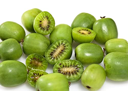 50 Issai Kiwi Berry Seeds | Arctic Grape Fruit | Actinidia Arguta Seeds