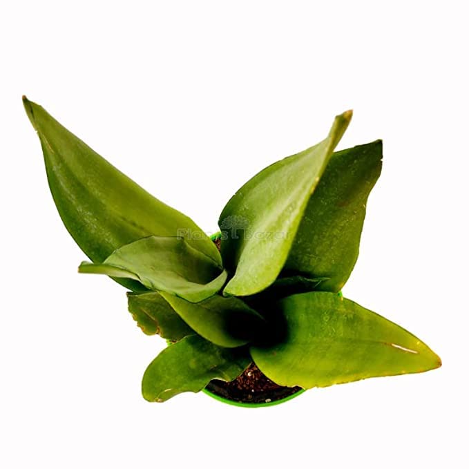M/S PLANTS BAZAR Sansevieria Moonshine Snake Plant with Planter Room