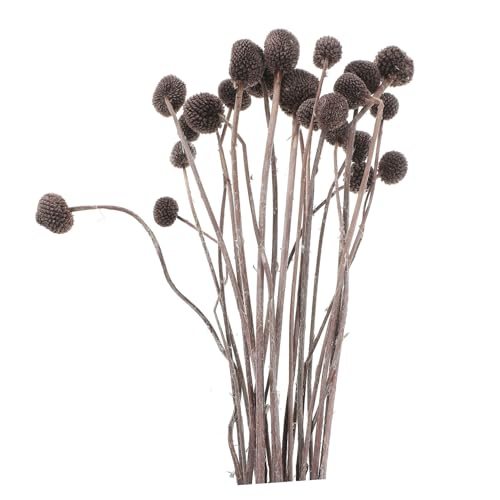 Bouquet Natural de Flores Secas Craspedia 20pcs miniatura 1