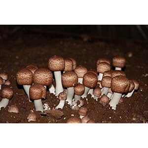 Mycelio del fungo agarico brasiliano. micelio biologico