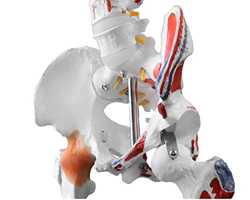 Vision Scientific Vas215-Dc Medical Grade, Full Size Skeleton W Hand Painted Muscles & Ligaments | Thick Zip Dust Cover | Skeleton Wired For Natural Movement | Mounted On Roller Stand W Manual #TOP3