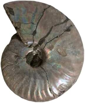 ⚪アンモナイト希少標本 Amazon.co.jp: No.4051 アンモナイト化石 アンモナイト 化石