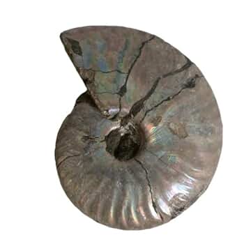 アンモナイト　ハウエリセラス　美麗標本　特大　97mm アンモナイト ハウエリセラス 美麗標本 特大 97mm 北海道占冠村