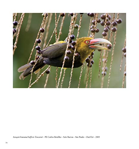 Kit Haroldo Palo Jr.: uma coleção de fotografias - a collection of photographs - 5 Volumes