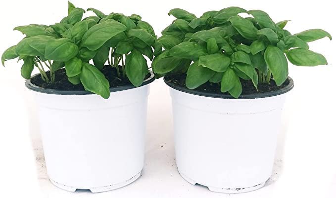 Plantas de Albahaca Italiana - Pack de 2 Unidades - Basilicum Plantas Aromáticas Hierbas para Cocinar