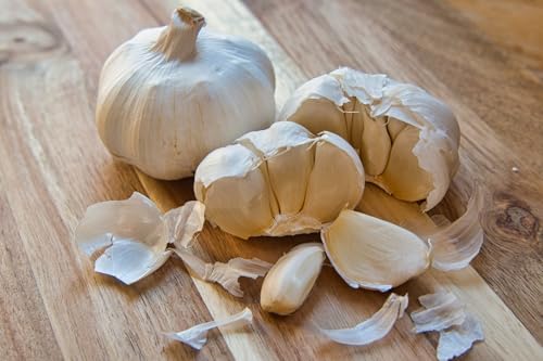 Garlic Bulbs for Planting Early Italian 6 Bulbs