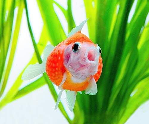 Amazon Co Jp 可愛いピンポンパールのマウスパッド フォトパッド 金魚シリーズ パソコン 周辺機器