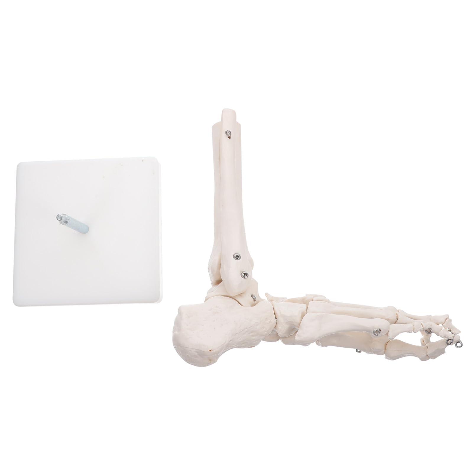 Lebensechtes mit Drahtmontage und Ständer Anatomisches Pvc Fußgelenkmodell in Originalgröße für Einsatz im Gesundheitsunterricht und Schulen