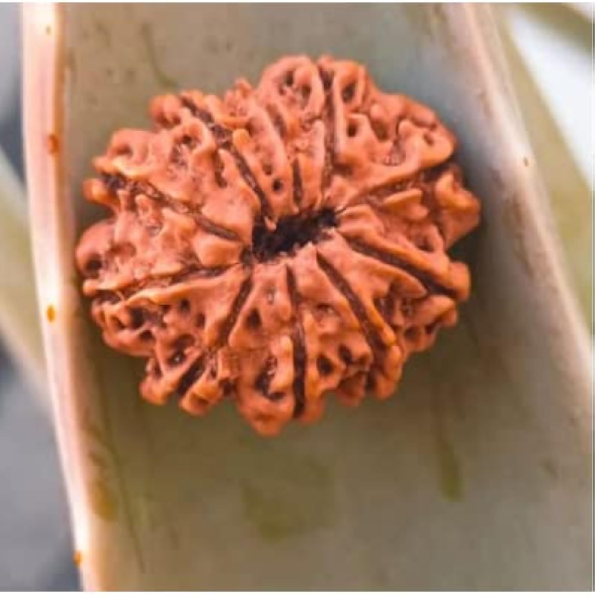 10 Mukhi Rudraksha Original Certified Genuine Shape