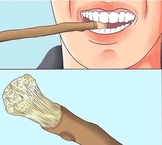 DECORINA Miswak Stick, Traditional Teeth Cleaning Natural Stick toothbrush (5) - Image 2 thumbnail