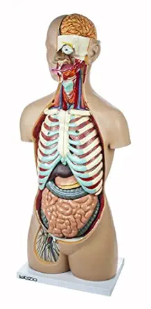 Labzio - Premium Anatomical Human Torso, with Open Neck and Back showing Central Nervous System, 17 Parts, 88cm,Medical Grade Model With Detailed Key