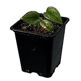 Nils der Pflanzenfreund