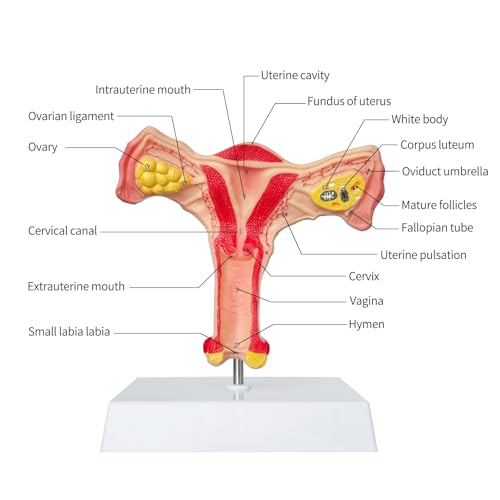 Image of SFXYJ Human Female Uterus Ovary Anatomy Model, Life Size Reproductive Organ shows Vagina Bilateral Ovarian with Product Manual Card and Base, PVC for School Teaching Demonstration and Research