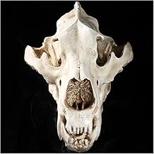 Polar Bear Skull Model - Life Size Resin Crafts Movie Props