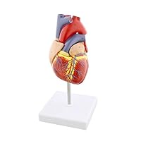 Algopix Similar Product 17 - MonMed Anatomical Heart Model Human